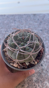 【摩天龙仙人球】摩天龙仙人球品牌,价格 - 阿里巴巴