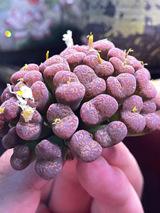 朱雀勋章.勋章.多肉植物.肉锥番杏