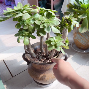 000人付款淘宝多肉法师君美丽老桩高40厘米冠幅32厘米10侧头,58元包邮