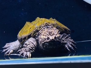 000人付款淘宝退坑出  爆炸头  顶级佛鳄龟亚成个体,满头刺个体!