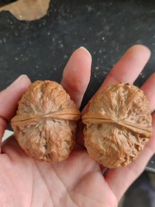 文玩核桃陨石纹铁蛤蟆头边39肚46高39的大尺寸全品无修铁蛤