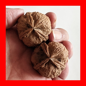 三棱七彩07云南野生文玩铁核桃蛤蟆头疙瘩包舍利子太湖石精对清