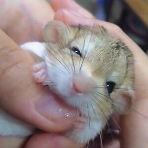 通心粉鼠可爱宠物鼠幼崽自家养的小宠包活粘人小宠物拇指小型粉鼠