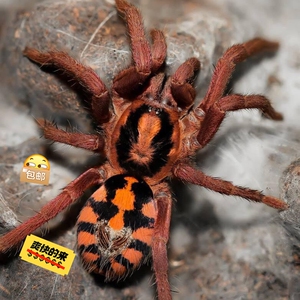 包邮易养宠物蜘蛛包活,哥伦比亚大南瓜大种稳定苗子新手入门蜘蛛