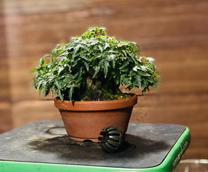 日本微型枫树琴姬