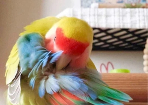 蓝腰黄桃半毛鹦鹉超好看天半毛雏鸟新人适合养两到三个月独立会吃