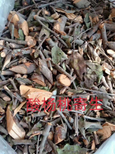 800人付款淘宝杨桃树寄生酸杨桃树寄生洋桃寄生五敛子寄生干品500g