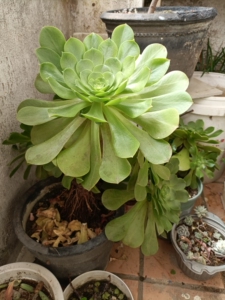 多肉植物 香炉盘绿法师老庄(玉龙观音)