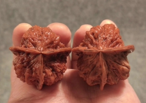 野生云南铁核桃,珊瑚蛤蟆头三棱