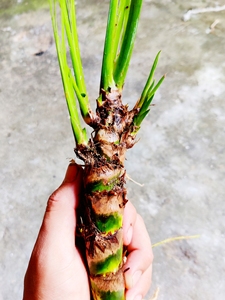 菖蒲大龙根水菖蒲石菖蒲水培景盆室内可培鱼缸龟生养绿植