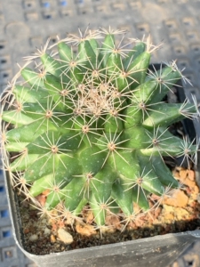 一物一拍1010,实生白雪丸,5.2厘米左右,乳突仙人球.