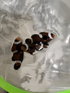 奥黑小丑鱼,全黑奥黑小丑等,自家繁殖,健康活泼,状态无敌,肥