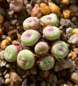 1380b小红嘴嘟嘟嘴中型红嘴混合肉锥种子