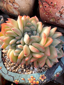 奶油泡芙 缀化 轰动 朵朵缀 一物一拍.韩国代购多肉植物.