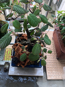 000人付款淘宝日本土佐水木盆景娃娃雪糕3016120.