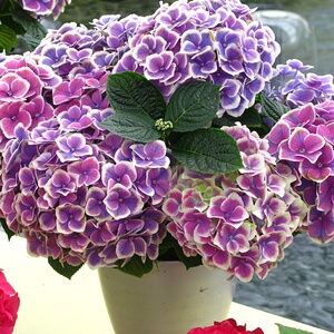 蒂沃利绣球花苗大花绣球重瓣多季开花阳台庭院盆栽花卉植物可调色