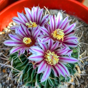 实生仙人球多棱玉属强刺狂粗球多肉植物盆栽开花防辐射盆栽0人付款62