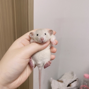 飞象耳花枝鼠活体宠物幼鼠暹罗卷毛白鼻子哈士奇正脸花脸仓鼠家养