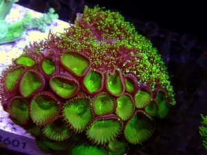 绿水螅 大眼纽扣 海水缸 lps sps 断枝  海水 珊瑚