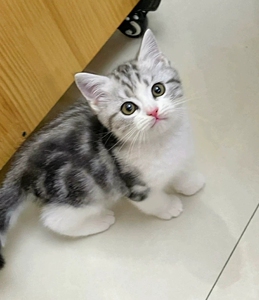 【加白猫】加白猫品牌,价格 - 阿里巴巴