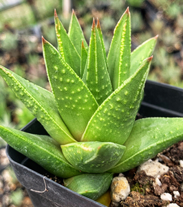 松塔掌杂硬叶实生播种 花盆7cm 硬叶十二卷多肉植物