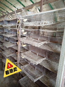 集蛋鹌鹑笼