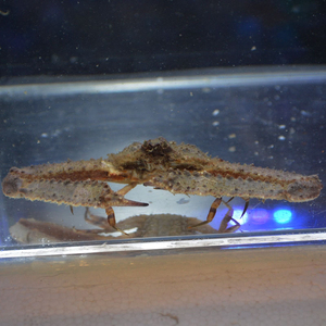 切缘武装紧握蟹enoplolambrus laciniatu