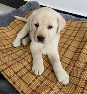 拉布拉多幼犬家养宠物活体动物纯种活的小狗狗