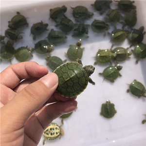 自己繁殖的巴西龟苗子 妹妹养的巴西龟繁殖出来的小龟苗 3cm