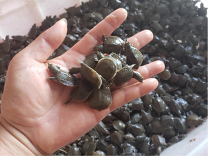 dj888音乐虫淘宝外塘黄沙鳖苗淡水甲鱼苗鲜活水鱼苗团鱼小苗王八10