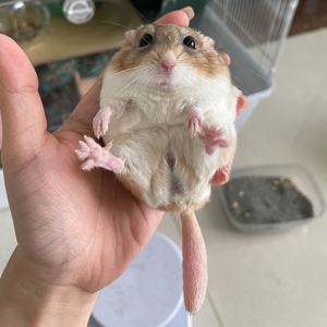 通心粉鼠蒙古沙鼠肥尾沙鼠宠物幼崽成年都有