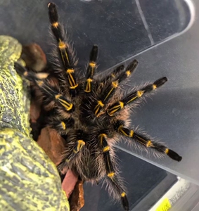 00我的帅是你的悲哀淘宝巴西巨人金直间蜘蛛1.