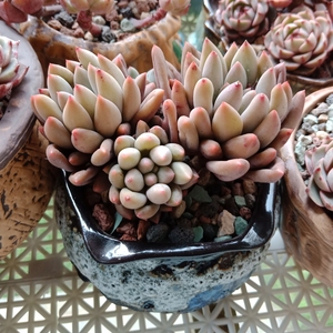 所罗门多肉老桩