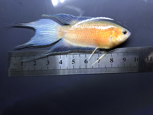 国斗澳火火斗鱼澳洲红火焰蓝火焰大鱼成鱼.