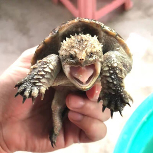 精品纯佛鳄龟苗爆刺大头蛤蟆脸原种一代 纯佛鳄龟5厘米68元一