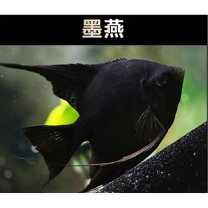 神仙虎头拉丝墨燕种鱼鱼苗埃及秘鲁包邮5条