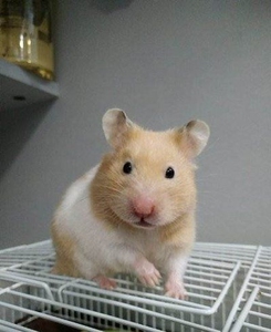 自养金丝熊仓鼠,黑熊/白腰/眼圈熊,30/只,50/对,坐标