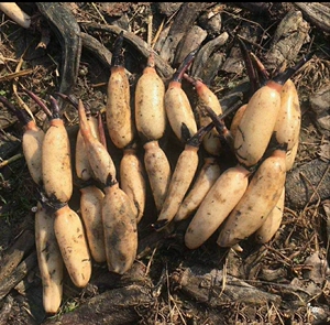 食用莲藕种苗南斯拉夫雪莲藕种根苗 高产浅水藕种 藕苗