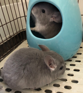 同款货源骄傲的幻想家淘宝龙猫活物携长蓝钻蓝宝石基因基因带蓝紫