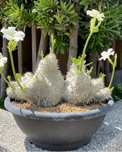 多肉植物块 根植物白花惠比须笑种子非黄花惠比须笑,非惠比大黑