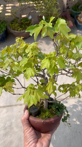 日本宫祥枫 品种:日本宫祥枫