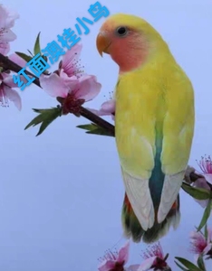 红牡丹鹦鹉一对