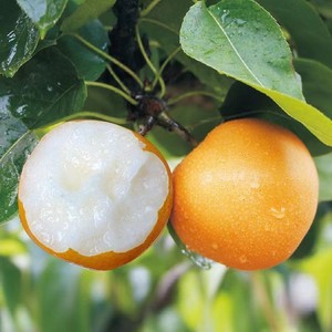 【丰水梨·精选果】现摘现发丰水梨5斤9斤包邮新鲜梨子当季水果