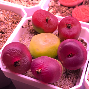 1804红宝石红宝石毛汉尼,超级毛汉尼,5年母本,带种荚,尺