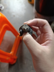 顶级魔眼,魔眼佛鳄龟,佛鳄 佛鳄龟 鳄龟 大鳄 中美 北美