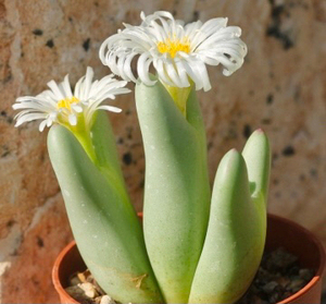 【花酱出品】肉锥1426.71白花大枪少将