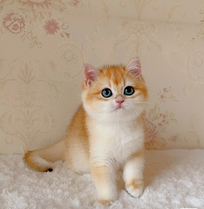 英短金渐层猫猫 家里养的,弟弟妹妹都有.