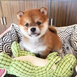 柴犬幼犬赛级纯种宠物狗狗活幼体小狗动物活的活物训练    柴