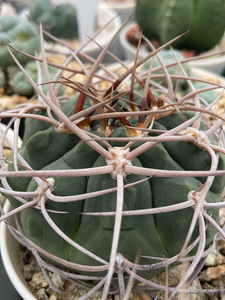 000人付款淘宝实生守金摩天龙仙人球仙人掌 尺寸8tb589826162100.