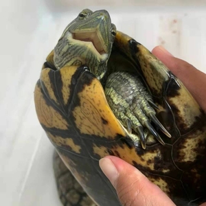 古巴公巴西龟强公可繁殖种龟超大乌龟全国可快递